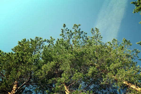 松の枝の空 — ストック写真
