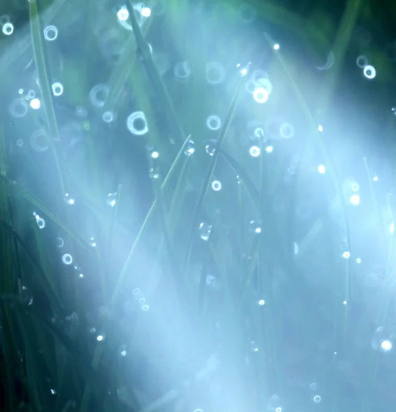 Grass, dew and sunlight — Stock Photo, Image