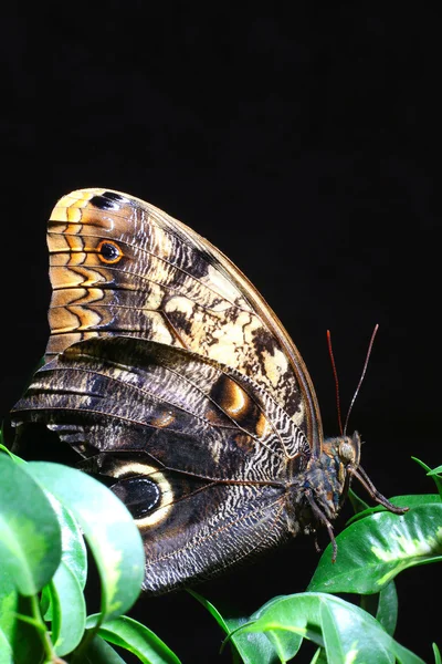 Colorido mariposa ala macro —  Fotos de Stock