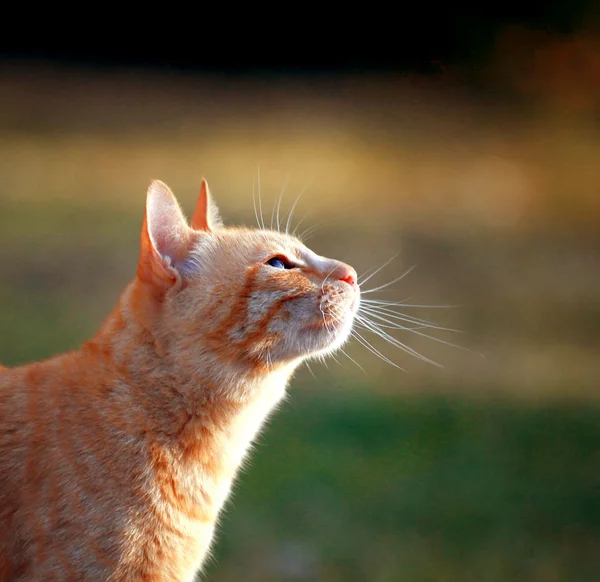 Portrét červené kočky — Stock fotografie