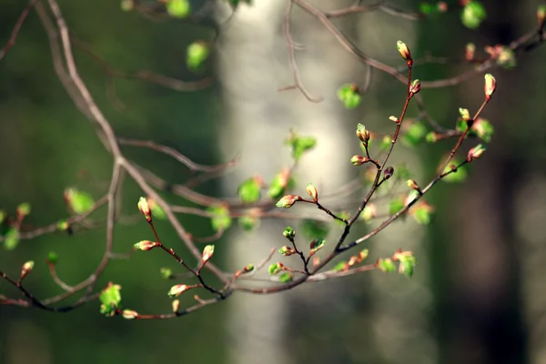 Листья почек на весенних ветвях — стоковое фото