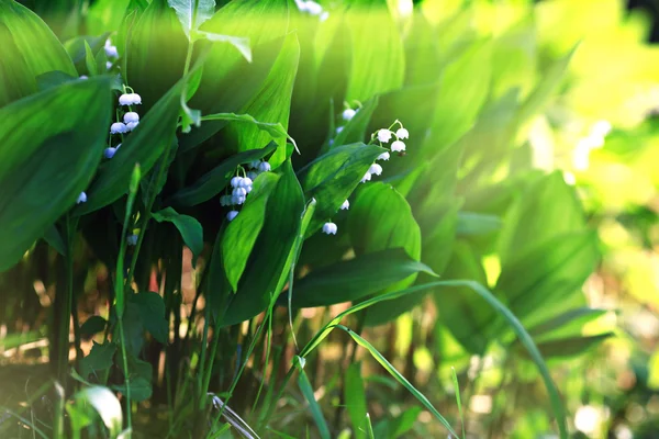 White lilly of the valley — Stock Photo, Image