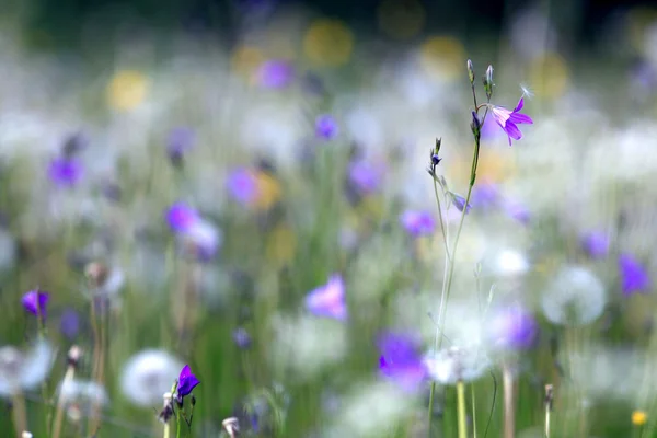 野生の花、春、夏、日没のフィールド — ストック写真