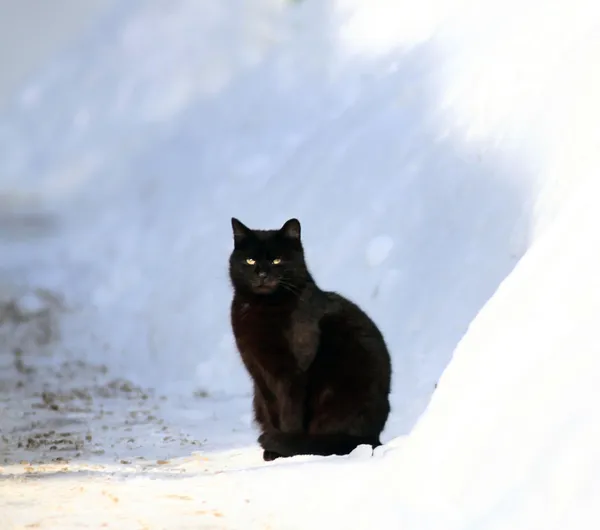 Chat noir dans la neige — Photo