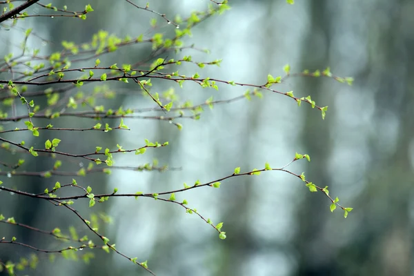 Våren, willow knoppar — Stockfoto