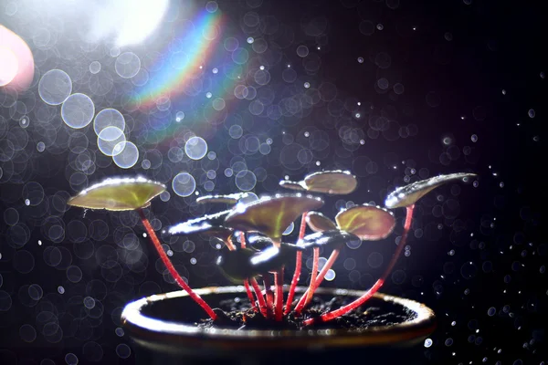 그린 새싹 주위 물 스프레이 — 스톡 사진