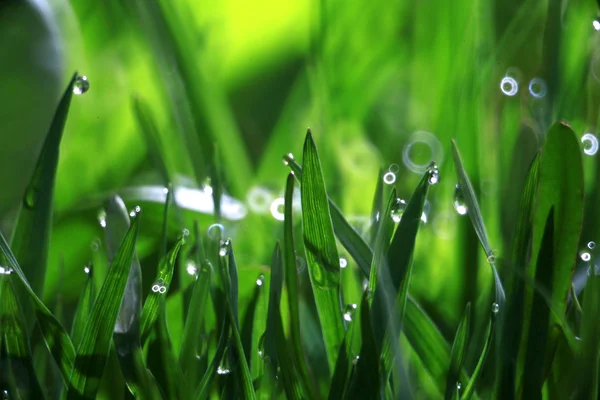 Fondo natural fresco de hierba, rocío y gotas de agua — Foto de Stock