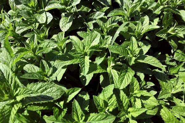 Textura de menta — Foto de Stock