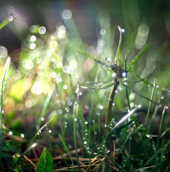 Fundo verde de grama fresca e gotas de orvalho — Fotografia de Stock