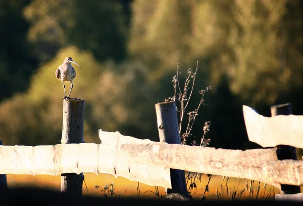 Curlew — Zdjęcie stockowe