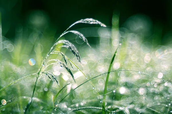 Green grass in waterdrops — Stock Photo, Image