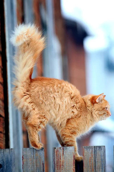 Gato vermelho em uma cerca — Fotografia de Stock