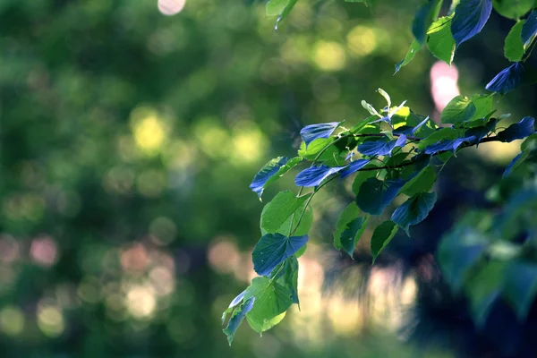 Rama de verano hojas fondo —  Fotos de Stock