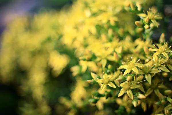 Flores amarillas primer plano —  Fotos de Stock
