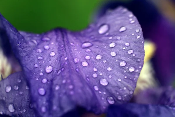 Primer plano de pétalos de iris —  Fotos de Stock
