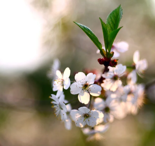 Branches of cherry, white flowers, spring — Stock Photo, Image