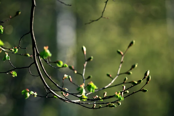 Ledviny listy na jaře větve — Stock fotografie