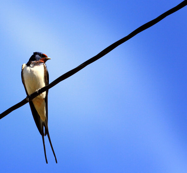 Swallow on a wire on a blue background