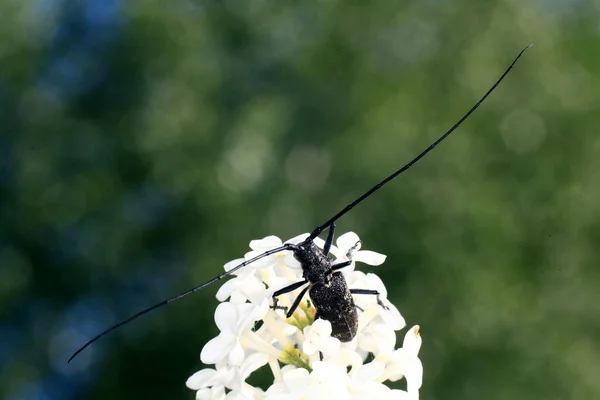 黒い甲虫、白い花の上に座る — ストック写真