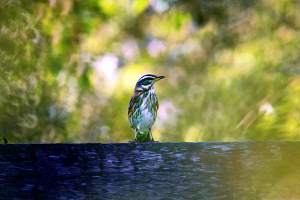 Yaz aylarında küçük kuş — Stok fotoğraf