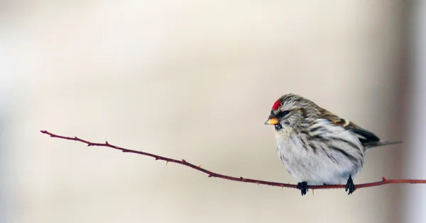 Schöner kleiner Vogel auf einem Ast — Stockfoto