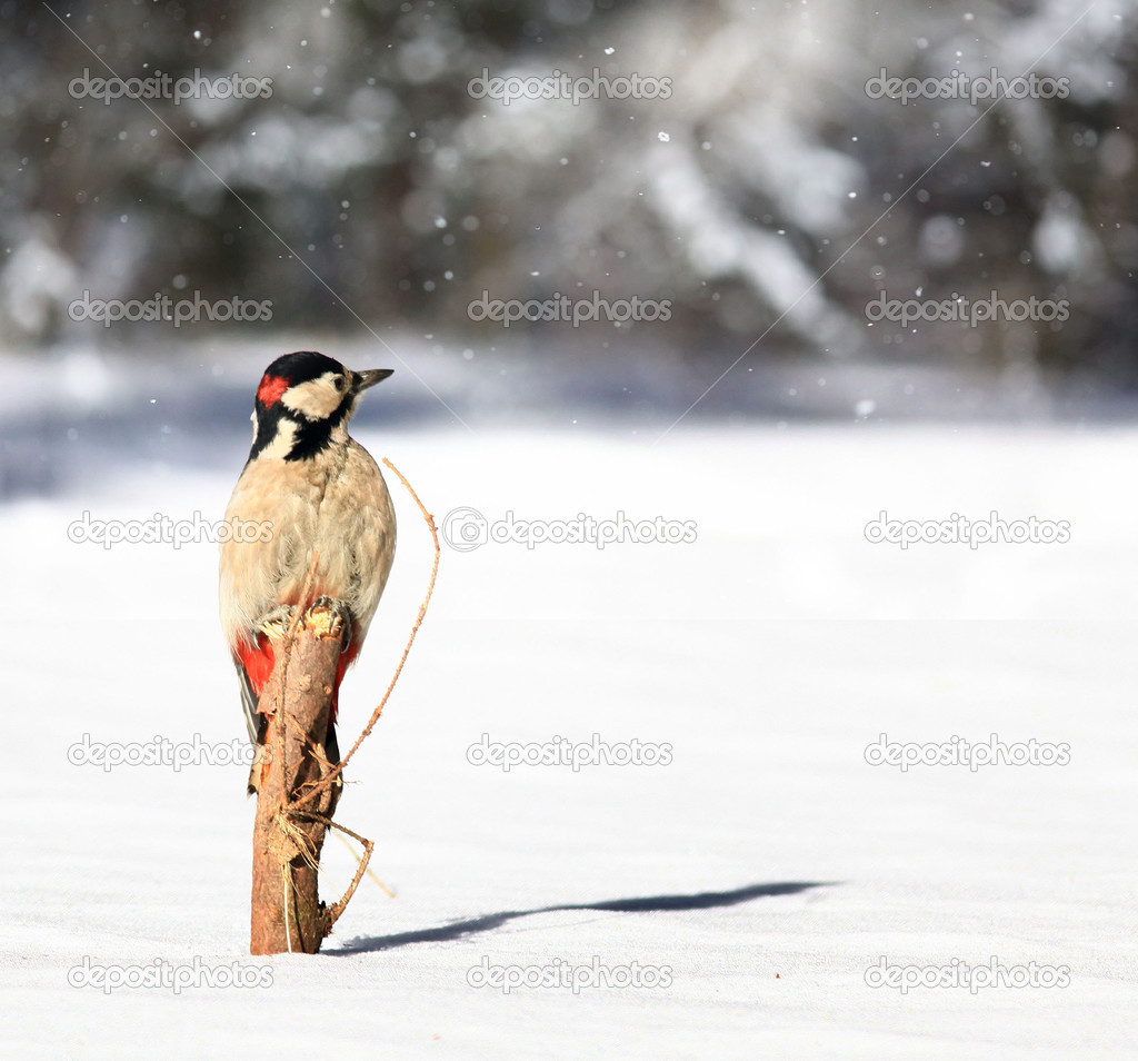 Spotted Woodpecker in the winter