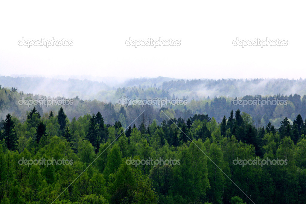 Fog at the top of mountain forest