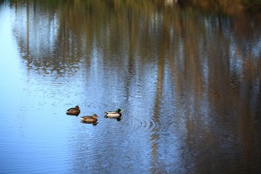 su üzerinde yüzen ördekler