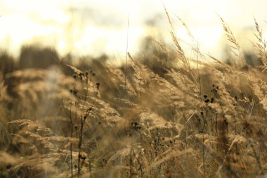 çim sonbahar manzarası
