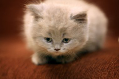 sevimli küçük İngiliz kedicik