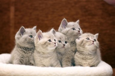 cute gray British kittens