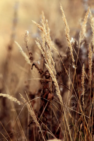 Sedge grama fundo seco — Fotografia de Stock