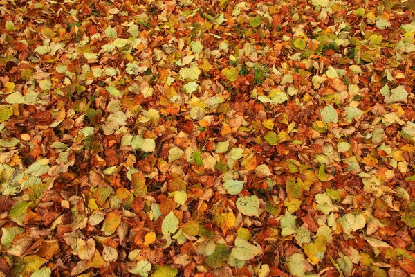 Textuur van herfstbladeren — Stockfoto