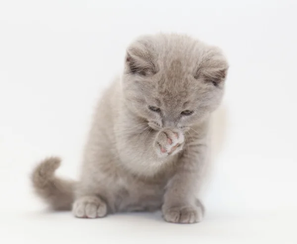 Cinza bonito pequeno gatinho britânico — Fotografia de Stock