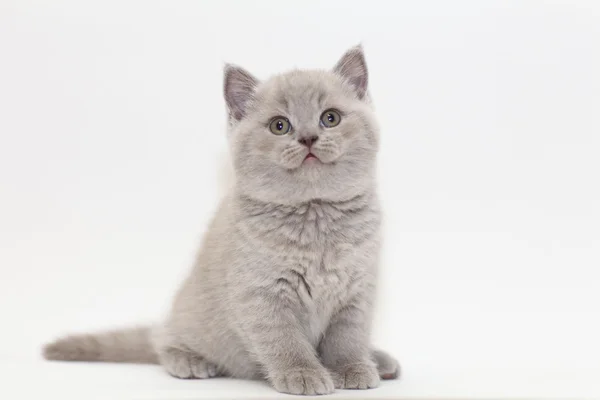 Roztomilý malý kotě britské — Stock fotografie