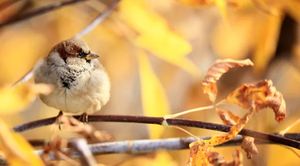 Sparrow on a branch — Stock Photo, Image