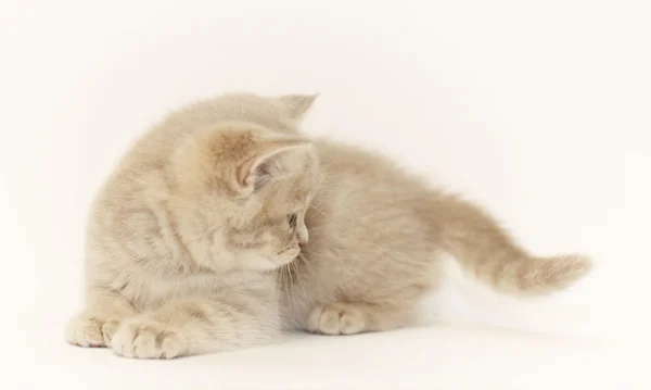 Χαριτωμένο μικρό γατάκι Βρετανοί — Φωτογραφία Αρχείου
