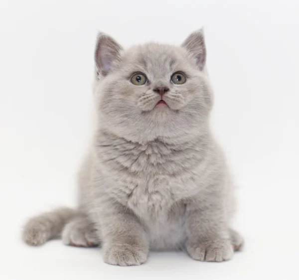 Симпатичный британский котенок — стоковое фото