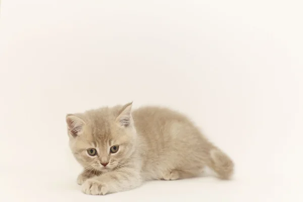 Cute little kitten British — Stock Photo, Image