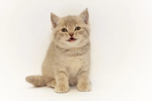 Χαριτωμένο μικρό γατάκι Βρετανοί — Φωτογραφία Αρχείου