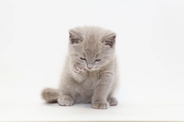 Μικρό γατάκι Βρετανοί — Φωτογραφία Αρχείου