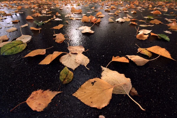 湿ったアスファルト上の黄色の葉 — ストック写真
