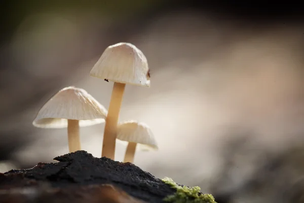Piccoli funghi velenosi — Foto Stock