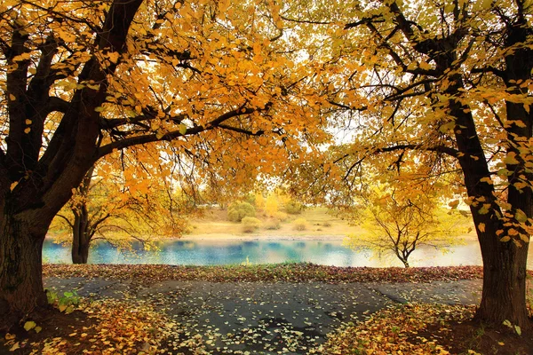 Autumn park with yellow leaves — Stock Photo, Image