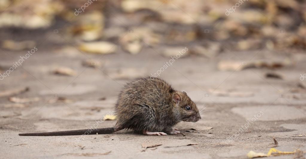 Graue Ratte Stockfotografie lizenzfreie Fotos © xload 34876363