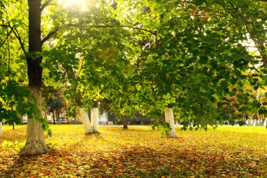 Sarı yapraklı sonbahar parkı