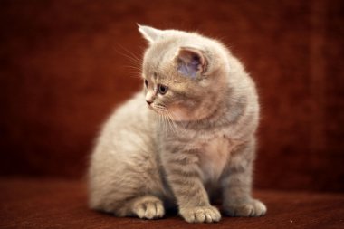 İngiliz küçük şirin Gri kedi yavrusu