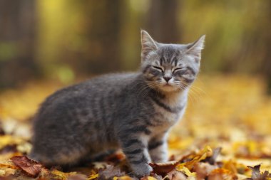 Sarı yapraklar de kedi