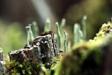 Makro moss'ın büyülü dünyasına
