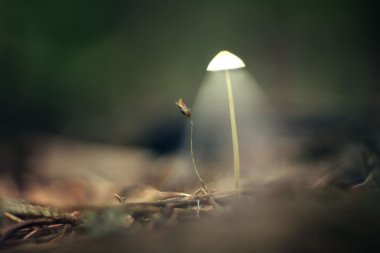 Mystical picture mushrooms clipart